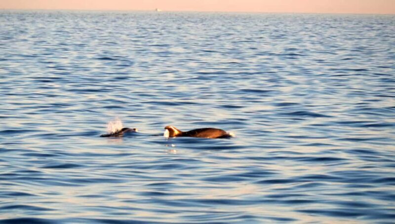 Funtana: Dolphin safari, drinks included - An In-Depth Look at the Dolphin Safari Experience