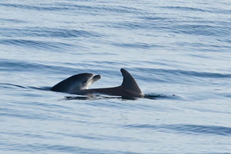 Funtana: Dolphin safari, drinks included - Final Thoughts