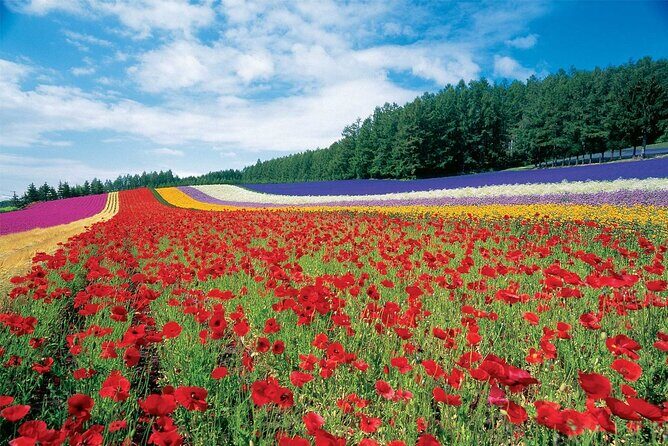 Furano & Biei 6 hour Tour: English Speaking Driver only, No Guide - A Deep Dive into the Furano & Biei Experience