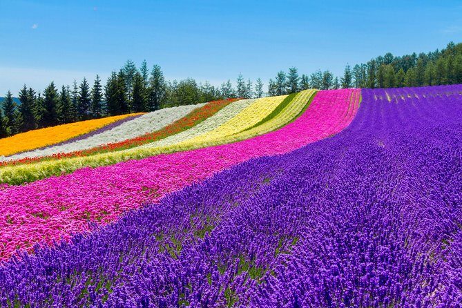 Furano & Biei Customised Private Day Tour (Up to 8 Pax/11 Hours) - Key Points