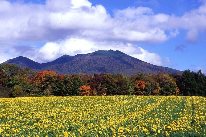 Furano & Biei Customised Private Day Tour (Up to 8 Pax/11 Hours) - The Experience of a Day with SkyExpress