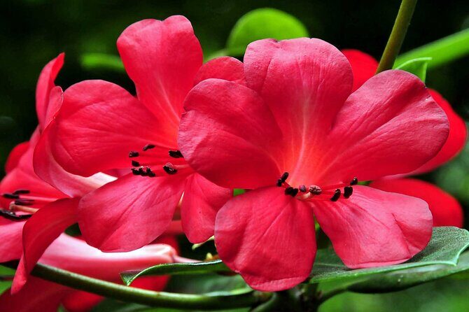 Furnas & Terra Nostra Botanic Park Tour w/Lunch + Hotsprings Bath - Who Should Book This Tour?