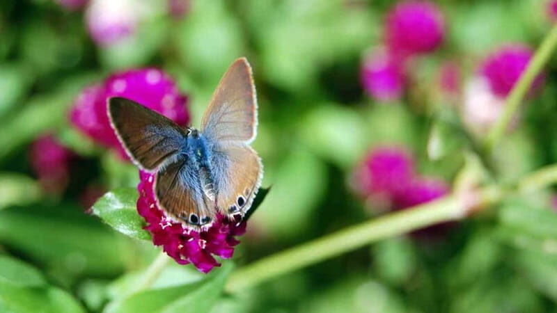 Furnas & Terra Nostra Gardens Biologist-guided Tour +lunch - Final Thoughts
