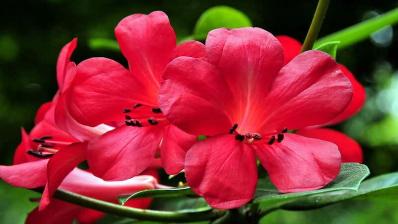 Furnas & Terra Nostra Gardens Biologist-guided Tour +lunch - FAQ