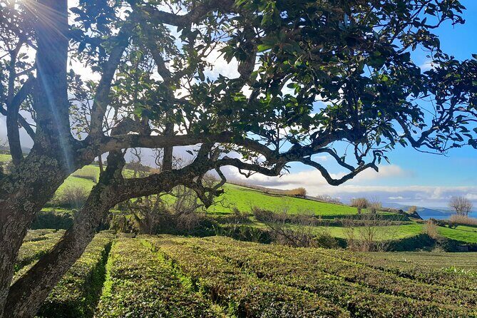 Furnas Volcano Experience: Lush Valleys & Steaming Earth - The Sum Up
