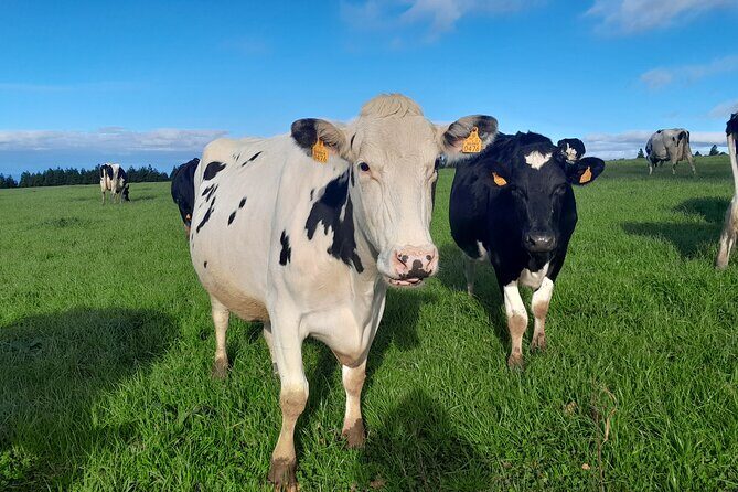 Furnas Volcano Experience: Lush Valleys & Steaming Earth - FAQ