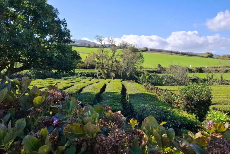 Furnas Volcano Wonders, Tea Plantation & Waterfall Tour - A Complete Breakdown of the Tour Experience