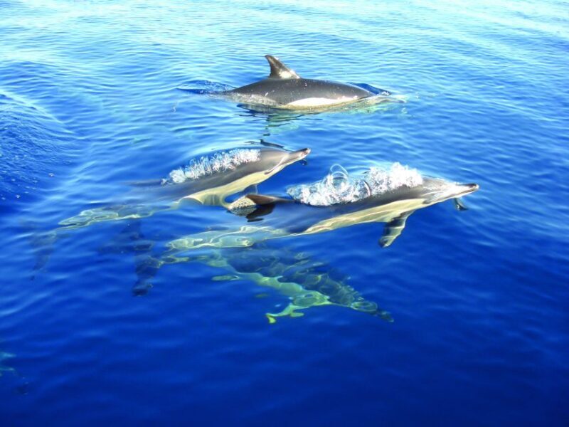 Fuzeta: Dolphin Observation Tour - Fuzeta: Dolphin Observation Tour — A Close Encounter with Portugal’s Wild Dolphins
