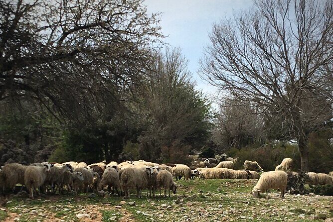 Fygou and Agia Irini Gorge Loop Half Day Hiking Tour - Returning via the Venetian Path