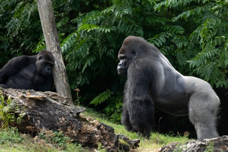 GaiaZOO Entry Ticket - A Scenic Gateway to Global Wildlife