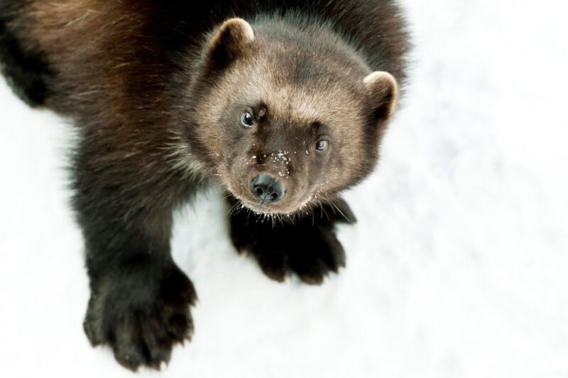 GaiaZOO Entry Ticket - Family Activities and Play Areas