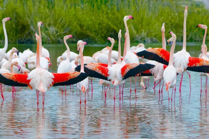 GaiaZOO Entry Ticket - Dining and Refreshments