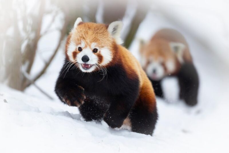 GaiaZOO Entry Ticket - Authentic Experiences and Insights from Visitors