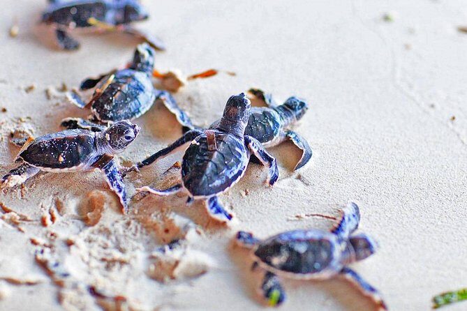 Galle Day Tour From Kalutara / Wadduwa - Turtle Conservation Centre: Education & Impact