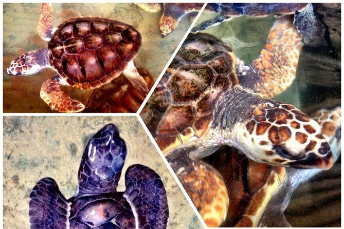 Galle Day Trip & Stilt Fishermen from Koggala - Practical Details and Value