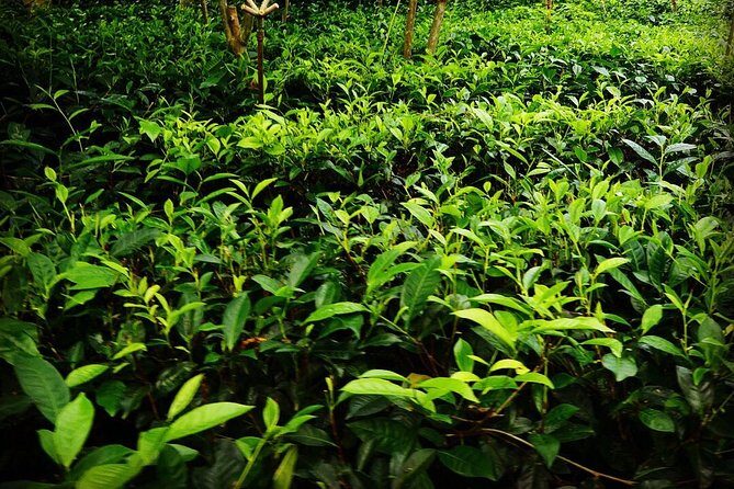 Galle Fort And Tea Factory Visit - An In-Depth Look at the Tour