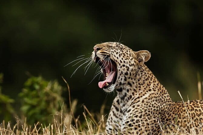 Galle/Mirissa/Tangalle: Transfer to Ella & Yala/Udawalawa Safari - What Travelers Really Think