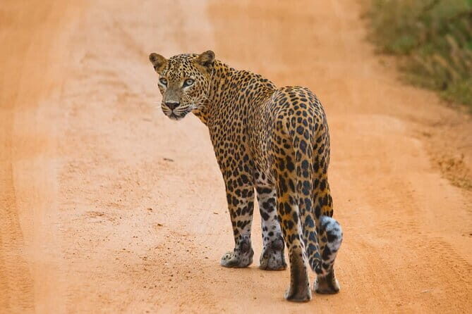 Galle/Mirissa/Tangalle: Transfer to Ella & Yala/Udawalawa Safari - FAQ