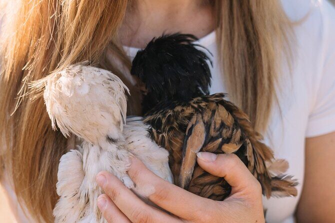 Gallura Picnic in the Farm with Animals - Key Points
