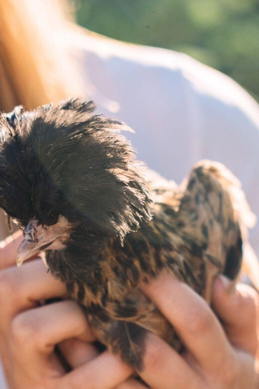 Gallura: Picnic on a Farm with Animals - Why Travelers Should Consider This Experience