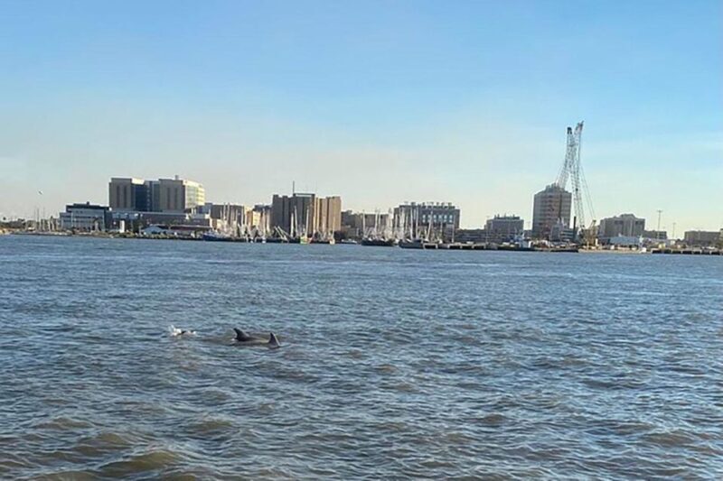 Galveston: Dolphin-Watching Cruise - Who Will Enjoy This Tour Most?