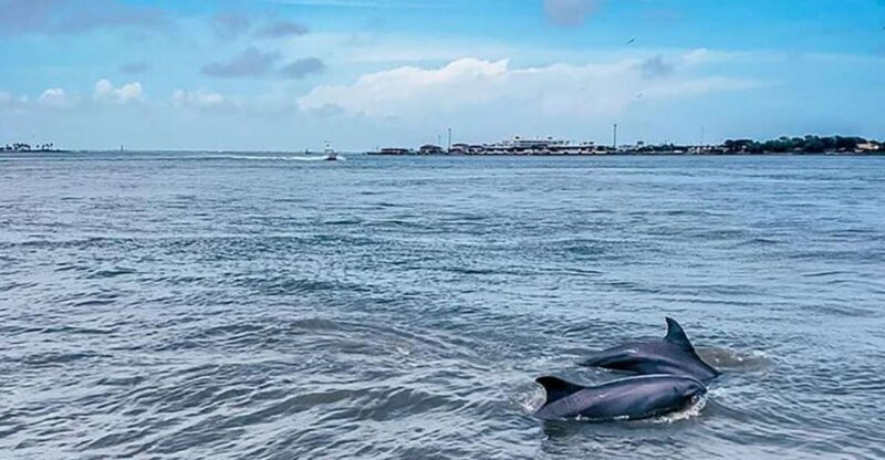 Galveston: Dolphin-Watching Cruise - The Sum Up