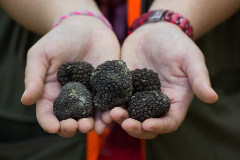 Gaon - Istria: Truffle Hunting & Cooking & Tasting - Key Points: