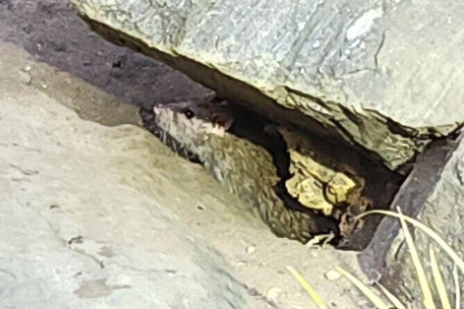 Garbage and Rats in New York City Walking Tour - A Closer Look at the Tour Experience