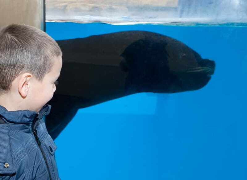 Gardaland SEA LIFE Aquarium: Open Date Entry Ticket - What to Expect at Gardaland SEA LIFE Aquarium