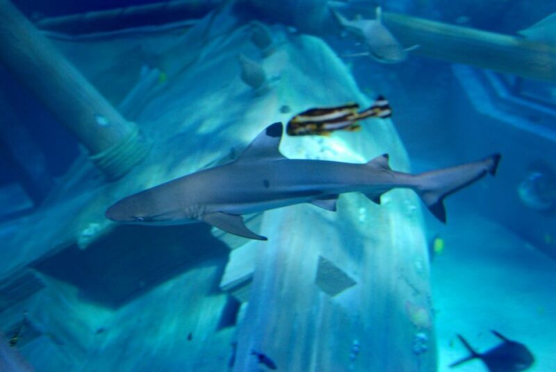 Gardaland SEA LIFE Aquarium: Open Date Entry Ticket - FAQ