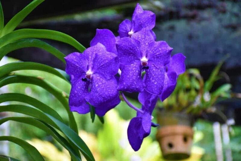 Garden of Sleeping Giant with Sabeto Hotspring Mudpool Tour - Who Should Consider This Tour?