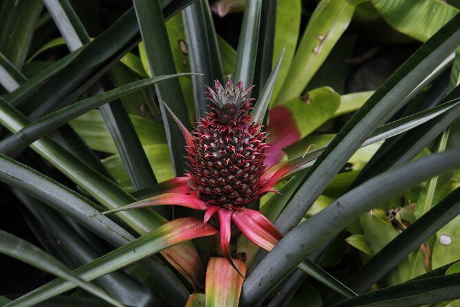 garden of the sleeping giant and mudpool tour combo - Value and Practical Considerations