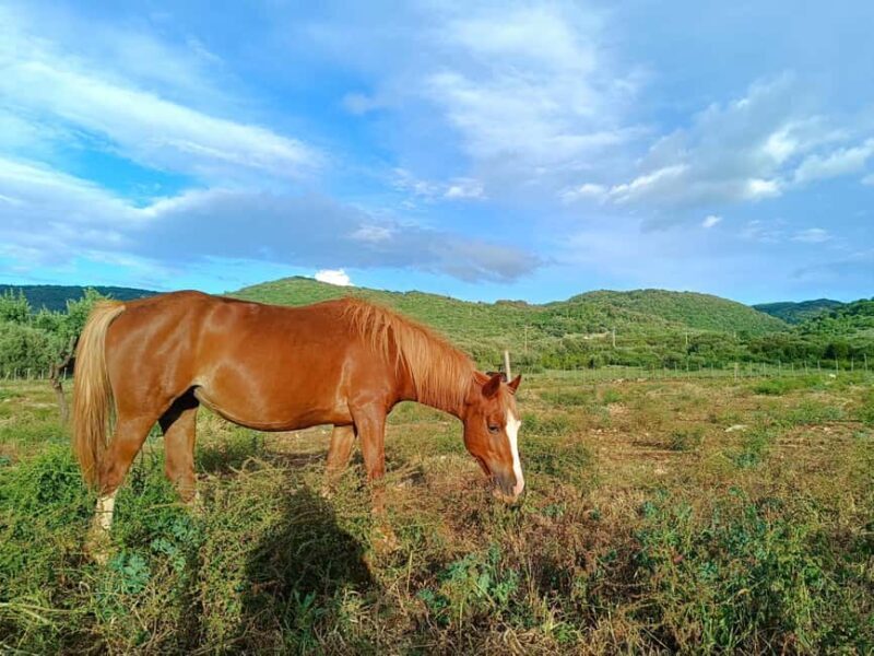 Gargano National Park: horseback riding - FAQ