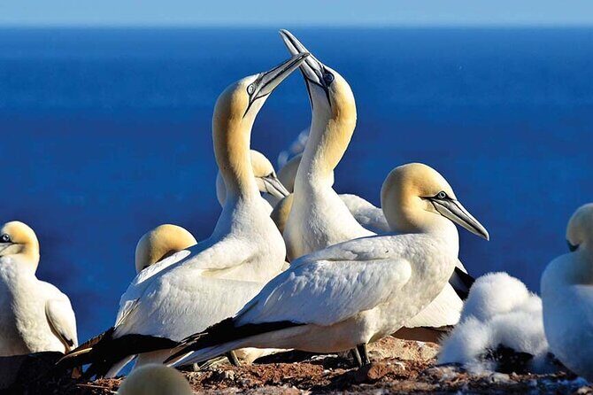 Gaspe 3DAY Trip - What Travelers Say: Authentic Perspectives