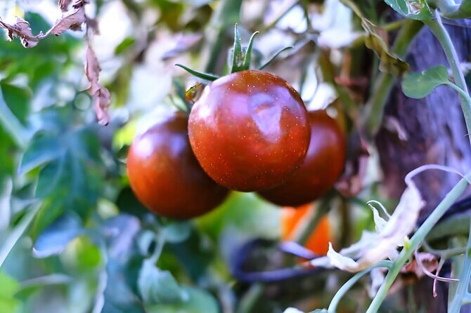 Gastronomical Amalfi Coast Hike with Cooking Class - Group Size and Atmosphere