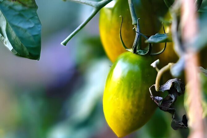 Gastronomical Amalfi Coast Hike with Cooking Class - Price and Value