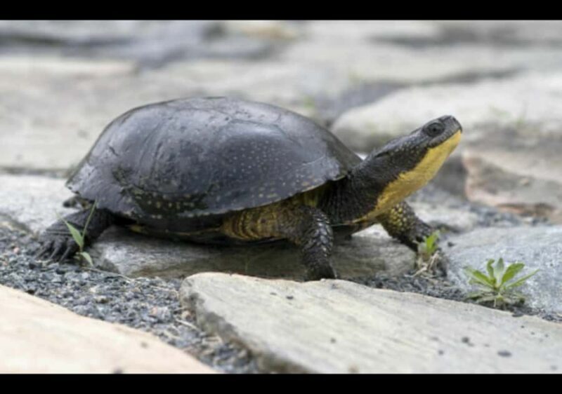 Gatineau Park Tour Exclusive with Pick Up and Drop Off - A Closer Look at the Tour Experience