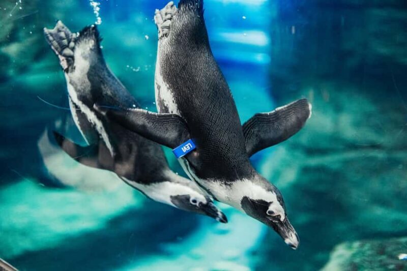 Gatlinburg: Ripley's Aquarium of the Smokies & Combo Ticket - The Combo Options: Enhancing Your Day