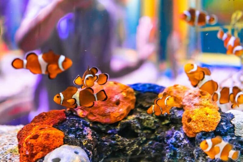 Gatlinburg: Ripley's Aquarium of the Smokies & Combo Ticket - Practical Considerations: What to Know Before You Go