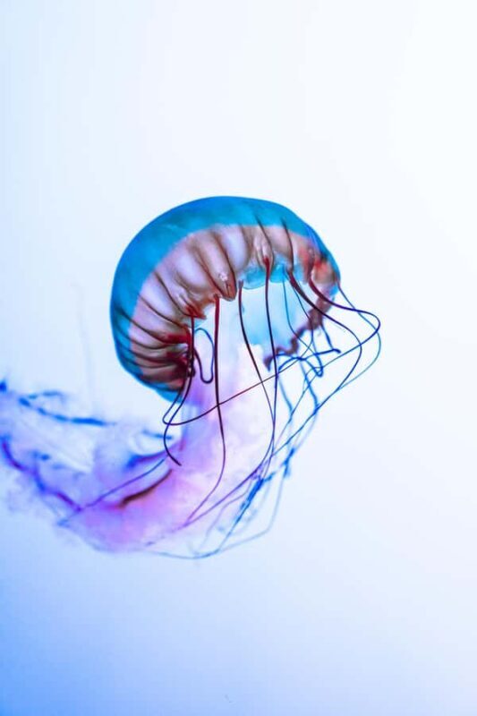 Gatlinburg: Ripley's Aquarium of the Smokies & Combo Ticket - Frequently Asked Questions