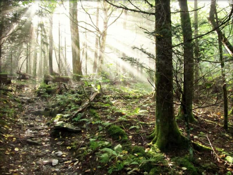 Gatlinburg: Smoky Mountain Appalachian Bald Guided Hike - What Makes This Hike Special?