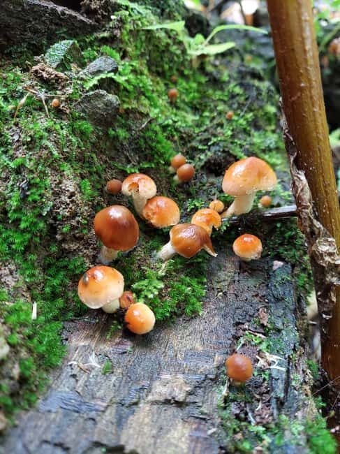 Gatlinburg: Smoky Mountains Fall Foliage Guided Tour - Exploring the Smoky Mountains Fall Foliage Tour