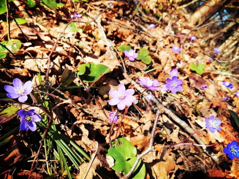 Gauja National Park Guided Hiking Tour - A Closer Look at the Gauja National Park Guided Hiking Tour