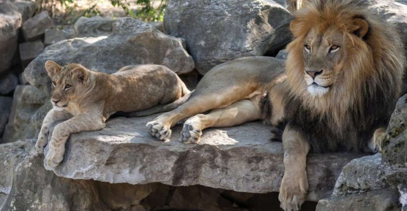 Gdansk: Oliwa Zoo with Tickets and Roundtrip Transportation - What to Expect from the Itinerary