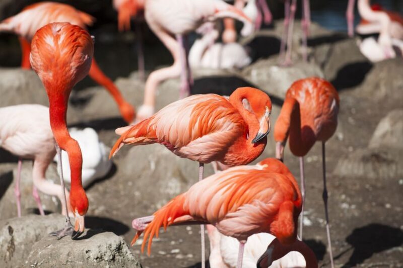 Gdansk: Oliwa Zoo with Tickets and Roundtrip Transportation - Who Is This Tour Best For?