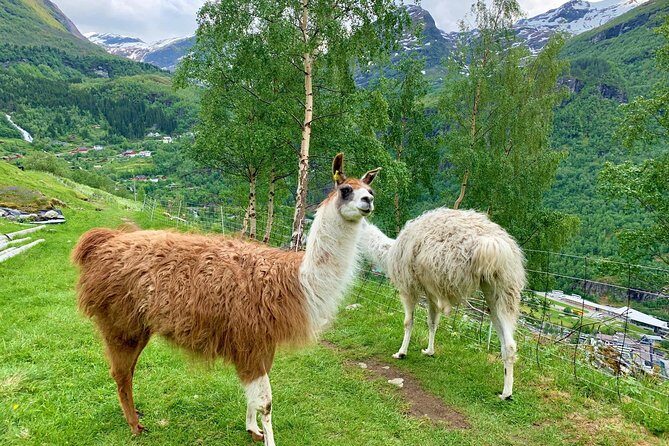 Geiranger by Royal route, 5 hours with visiting a high-mountain farm - Practical Details & Tips