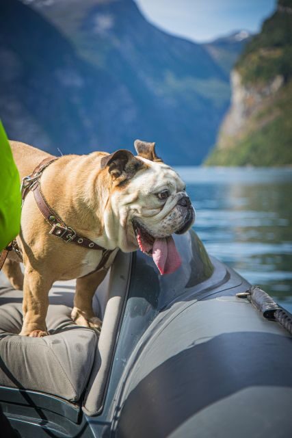 Geiranger: Guided Geirangerfjord Boat Tour - End of the Tour