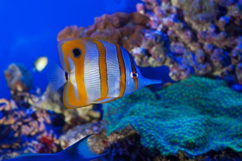 Genoa: Aquarium and FantaCinema Combined Ticket - Who Will Enjoy This Experience?