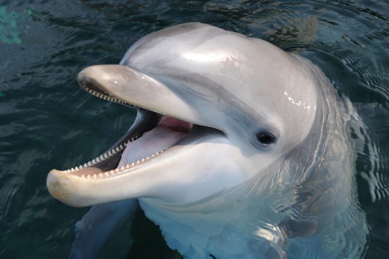 Genoa: Aquarium of Genoa & City of Children and Youth Ticket - Key Points