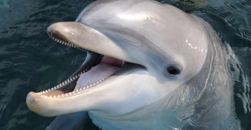 Genoa: Aquarium of Genoa & City of Children and Youth Ticket - A Thorough Breakdown of the Experience